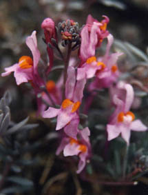 Linaria alpina var rosea